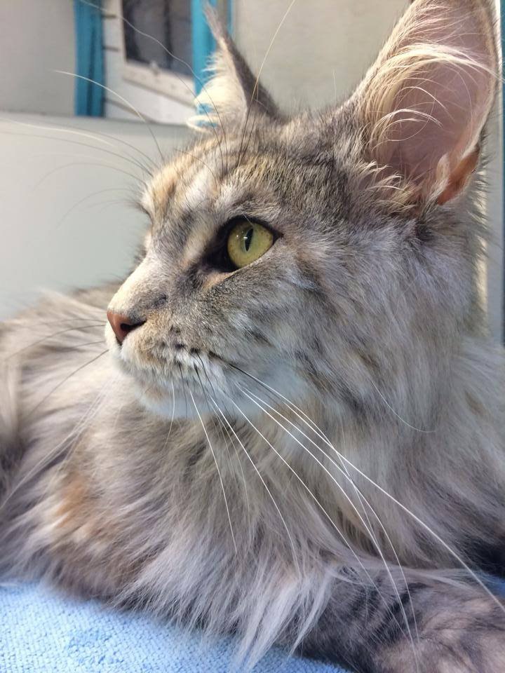 A long-haired cat after grooming